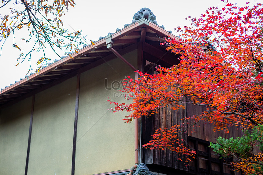 ảnh Nhật Bản Phong Cảnh đẹp Tải Xuống Miễn Phí, ảnh nhật bản nhật bản nhật  bản, phong cảnh, cảnh sắc mùa thu đẹp Trên Lovepik