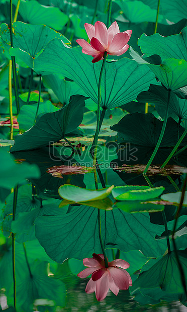 Lotus Flower Picture And HD Photos | Free Download On Lovepik