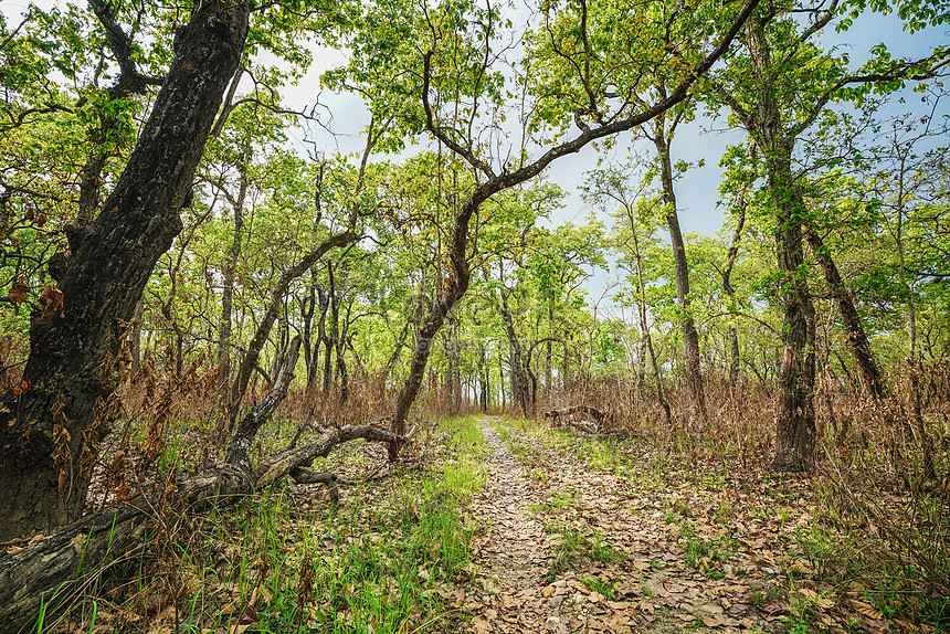 nepali-tropical-rain-forest-chitwan-national-park-picture-and-hd-photos