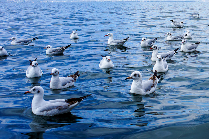 Qinghai Lake Bird Island Picture And HD Photos | Free Download On Lovepik