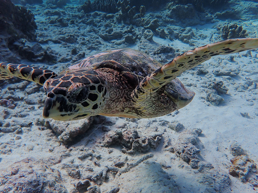 Turtles From Similan Islands Thailand Picture And HD Photos | Free ...