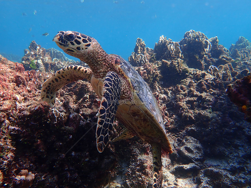 Turtles From Similan Islands Thailand Picture And HD Photos | Free ...