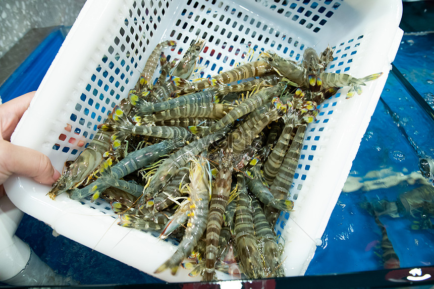 Shrimp Cleaning Picture And HD Photos | Free Download On Lovepik