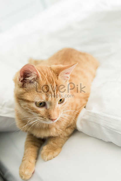 Tangerine Cat Picture And Hd Photos Free Download On Lovepik