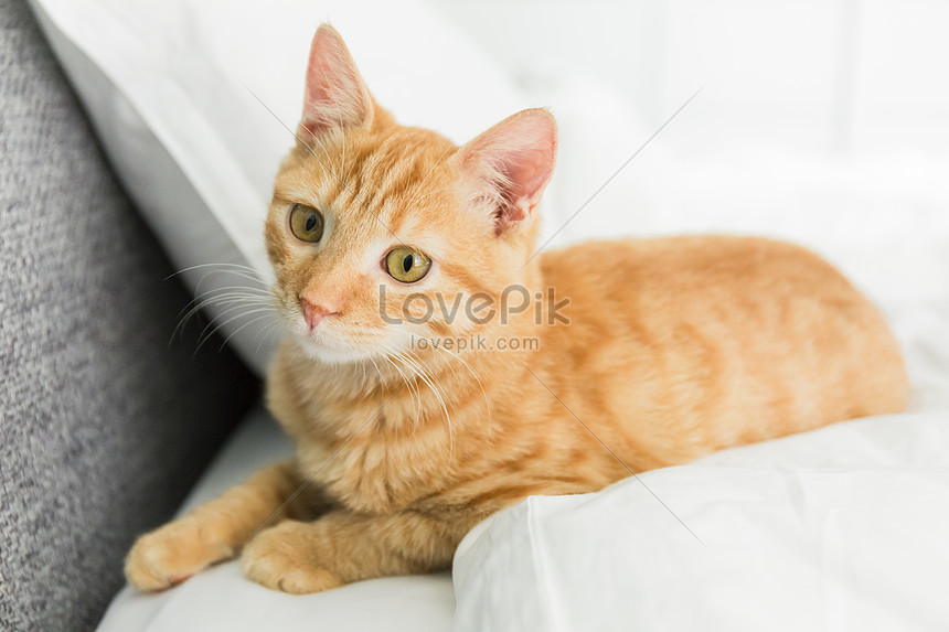 Tangerine Cat Picture And Hd Photos Free Download On Lovepik