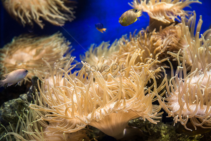 Anemon laut
