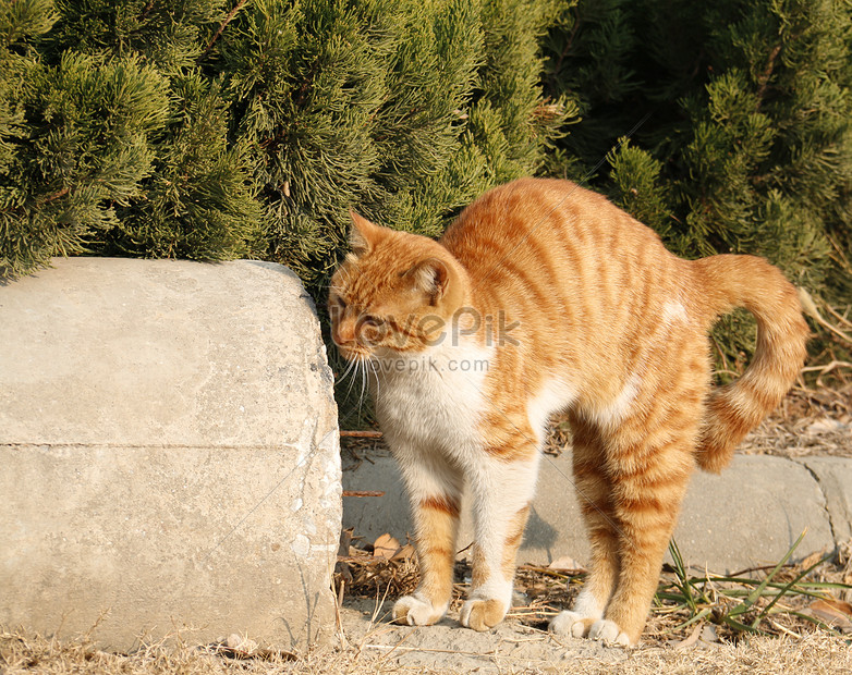 Gambar kucing oranye