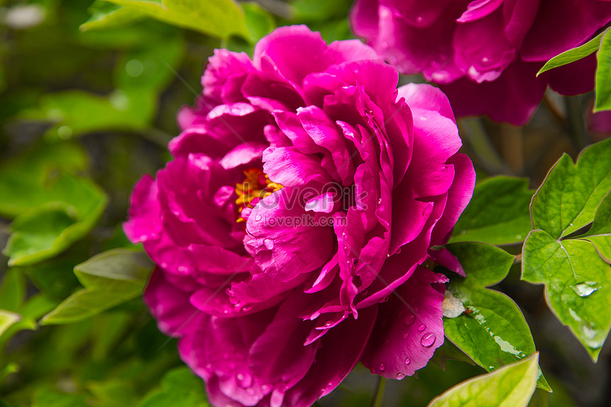 Flor De Peonía Foto | Descarga Gratuita HD Imagen de Foto - Lovepik