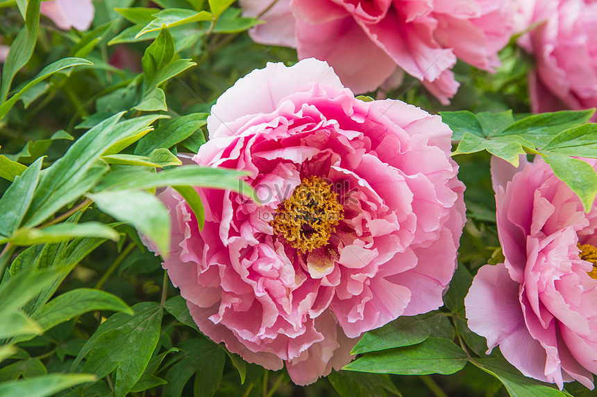 Flor De Peonía Foto | Descarga Gratuita HD Imagen de Foto - Lovepik