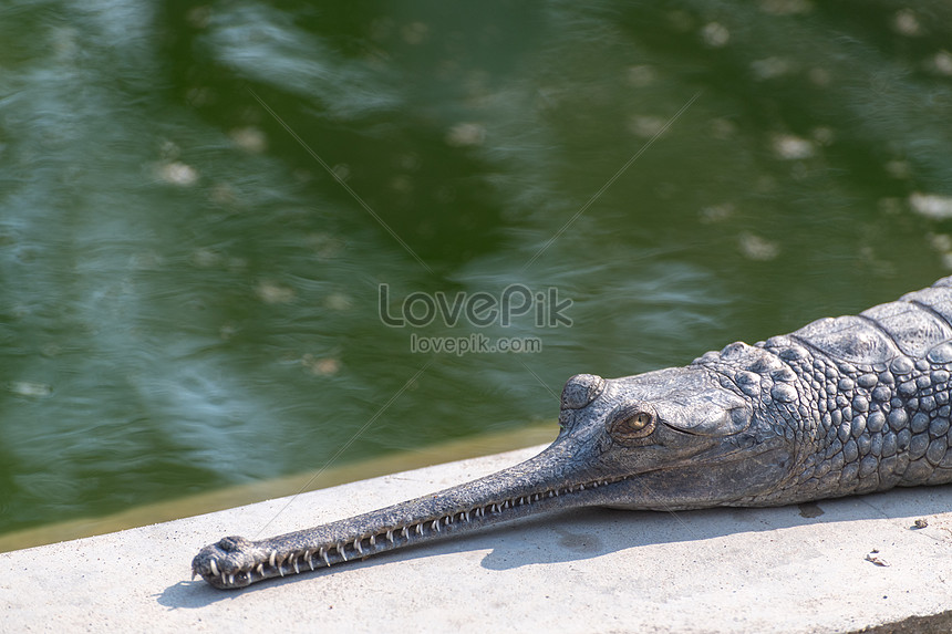 Pequeño Cocodrilo Disfrutando Del Sol Foto | Descarga Gratuita HD Imagen de  Foto - Lovepik