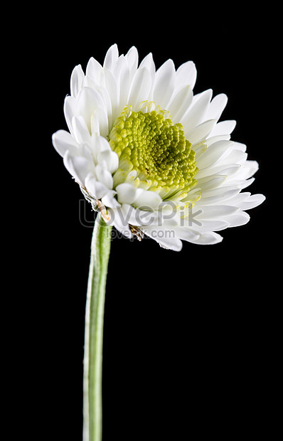 Bức ảnh hoa cúc trắng sẽ khiến bạn mê mẩn với những cánh hoa tinh khôi và trong lành. Hãy chiêm ngưỡng vẻ đẹp của hoa cúc trắng để tận hưởng cảm giác thư giãn và độc đáo.