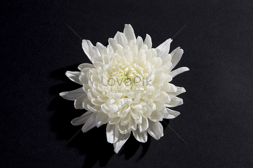 Mách bạn nhiều hơn 81 hình nền hoa cúc peaceminusone mới nhất - Tin học  Đông Hòa