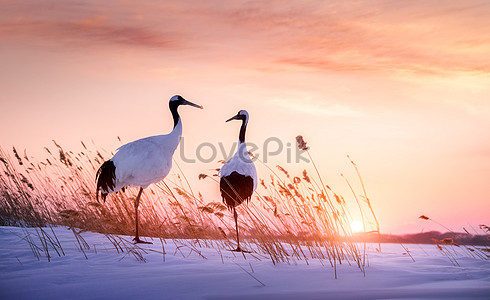 Журавль stock pictures. & изображений