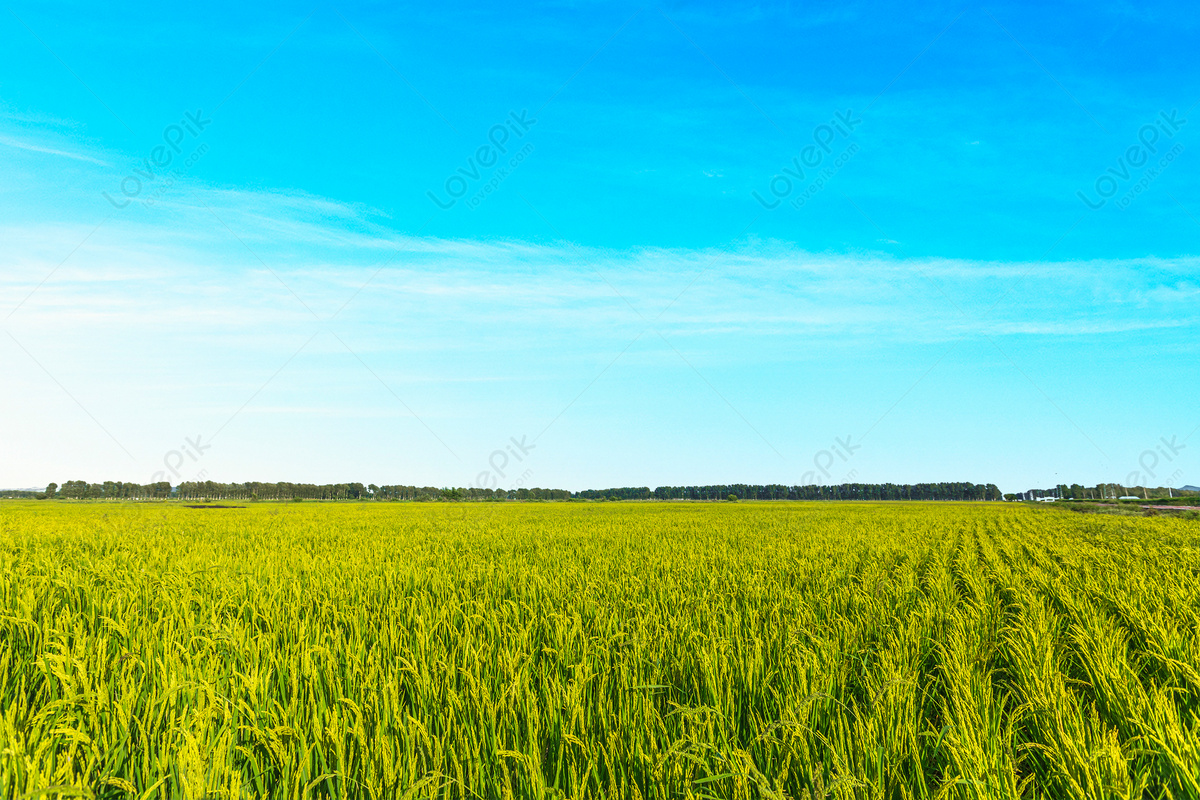Cánh đồng lúa mì rộng lớn khiến ai cũng phải kinh ngạc trước quy mô của nó. Với đầy đủ cây lúa mì, màu sắc xanh ô liu và gió thổi qua, hình ảnh cánh đồng lúa mì sẽ đưa bạn đến thế giới thiên nhiên trong đó bạn cảm thấy thanh bình và thư giãn. Hãy xem hình ảnh để thấy sự vẻ đẹp bình dị và tự nhiên của cánh đồng này!