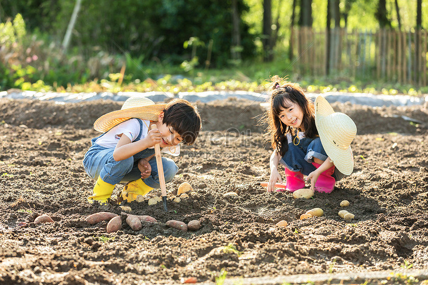 Nếu bạn muốn trẻ em của mình được trải nghiệm công việc điều hành và tự tay làm việc thì đào khoai tây là một lựa chọn tuyệt vời. Hãy xem hình ảnh để xem trẻ em sẽ làm gì khi tham gia vào quá trình đào khoai tây.