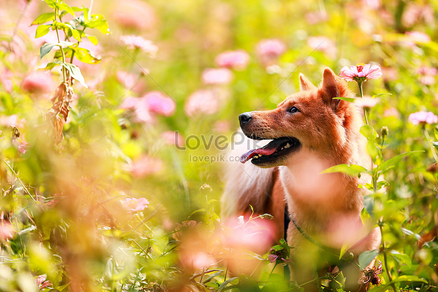 Điều gì có thể cười sảng khoái hơn nếu không phải là một chú chó đáng yêu với khuôn mặt cười tươi như hoa? Những bức ảnh chó cười sẽ làm bạn cười suốt cả ngày và mang lại cảm giác tuyệt vời cho tâm hồn của bạn.