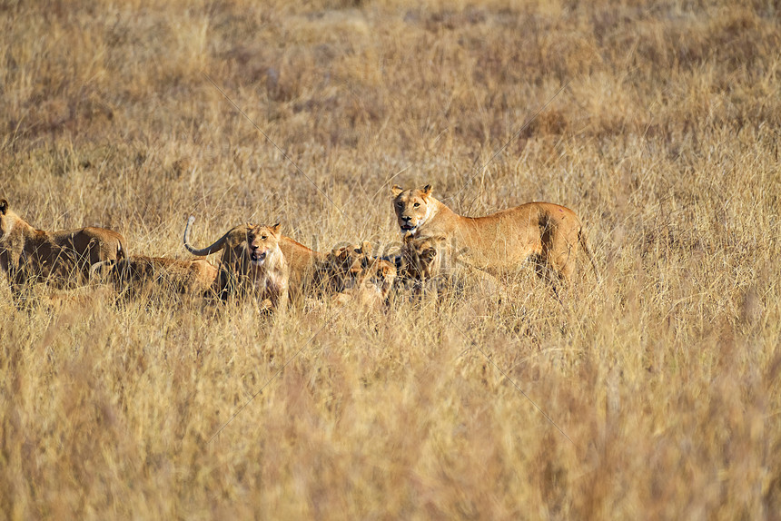 Grupo De Leones Comiendo Foto | Descarga Gratuita HD Imagen de Foto -  Lovepik