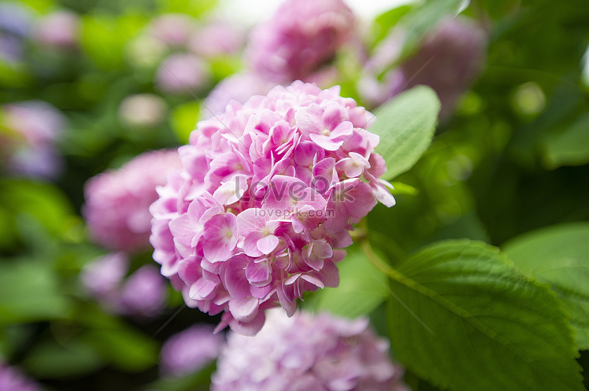 Hortensia Foto | Descarga Gratuita HD Imagen de Foto - Lovepik