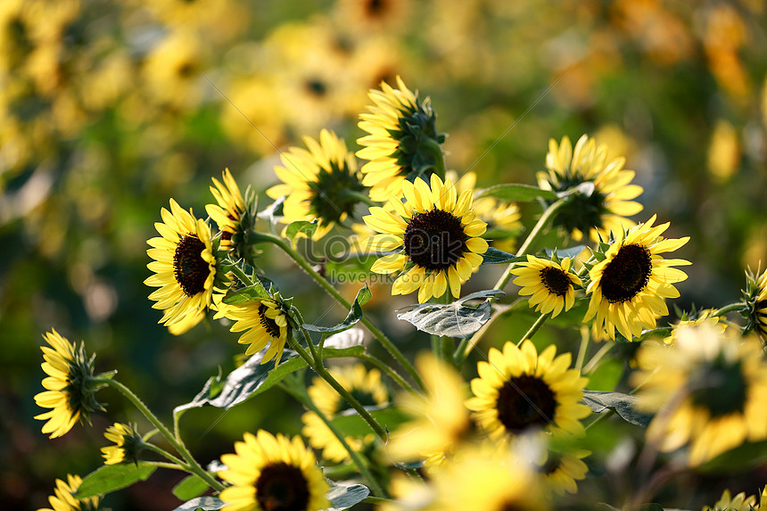 Mini Girasol Foto | Descarga Gratuita HD Imagen de Foto - Lovepik