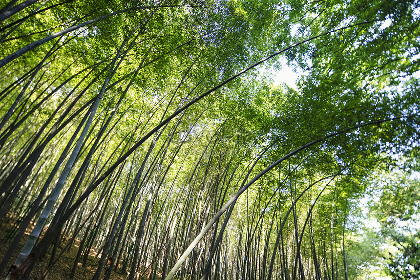 Summer Bamboo Forest Picture And HD Photos | Free Download On Lovepik