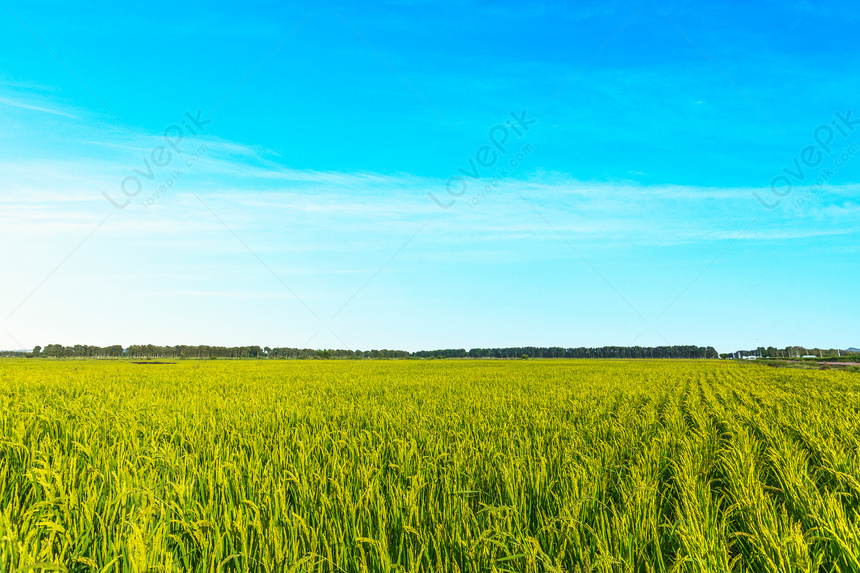Cánh đồng lúa mì rộng lớn sẽ làm say đắm bất cứ ai khi lần đầu nhìn thấy. Hãy tưởng tượng bạn đứng giữa cánh đồng rực rỡ màu xanh với cây lúa non xanh tươi, thoang thoảng hương thơm của đất trời. Một khung cảnh tuyệt đẹp mà bạn không thể bỏ lỡ.
