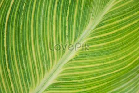 Leaf Texture Images, HD Pictures For Free Vectors & PSD Download -  