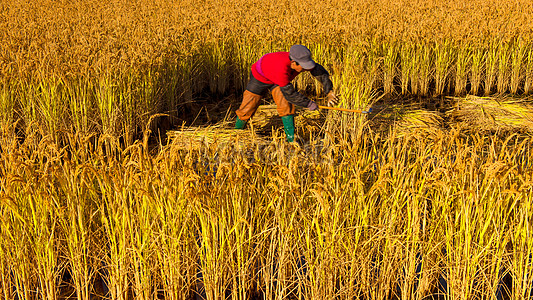 Harvesting Rice Field Harvesting Picture And HD Photos | Free Download ...