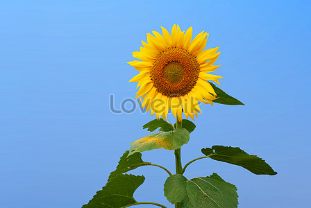 Sunflower Images, HD Pictures For Free Vectors & PSD Download 