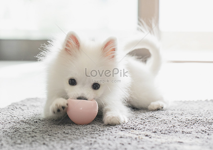 Chú chó Pomeranian: Xem ảnh chú chó Pomeranian dễ thương này để ngắm nhìn sự hoạt bát và sự đáng yêu của chú chó này. Sự ngọt ngào của nó chắc chắn sẽ làm bạn cảm thấy ấm áp trong lòng.