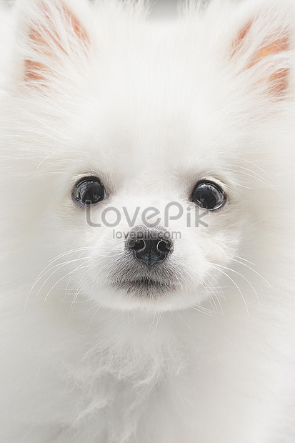 Chú chó dễ thương Pomeranian là một trong những loài chó được yêu thích nhất trên thế giới. Hãy xem hình ảnh liên quan để chiêm ngưỡng những chú cún Pomeranian đáng yêu nhất.