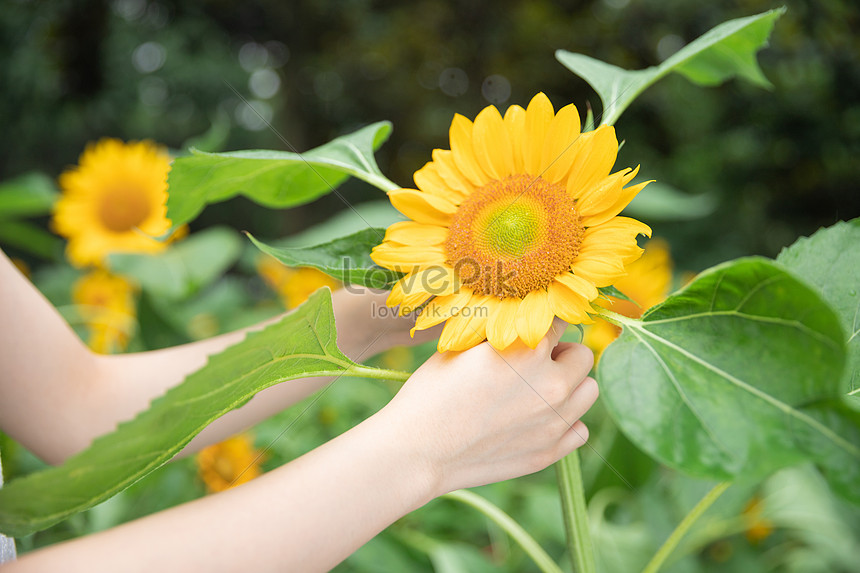 Picking Sunflower Close-up Picture And HD Photos | Free Download On Lovepik