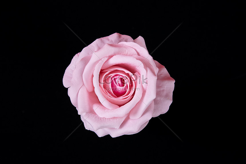 Pink Rose Picture And HD Photos | Free Download On Lovepik