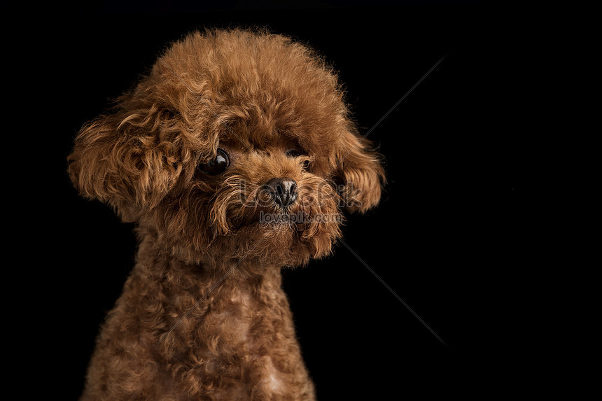 Ai yêu thích loài chó Poodle Mini Teddy Dog? Hãy xem ảnh này để được chiêm ngưỡng vẻ đáng yêu, ngộ nghĩnh của chúng.