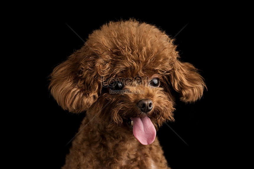 Teddy dog là một loài chó nhỏ xinh xắn với lông mềm mại và dáng điềm tĩnh. Hãy xem ảnh của loài chó này để cảm nhận được sự đáng yêu của chúng.
