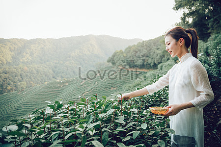 Девушка собирает чай в чайном поле stock pictures. & изображений