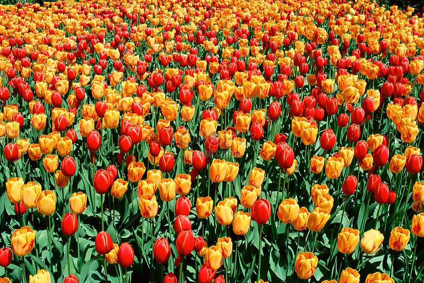 Un Campo De Tulipanes Rojos Y Amarillos Foto | Descarga Gratuita HD Imagen  de Foto - Lovepik