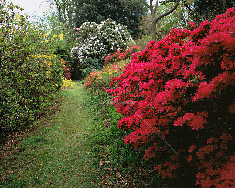 Azalea En El Jardin Foto | Descarga Gratuita HD Imagen de Foto - Lovepik