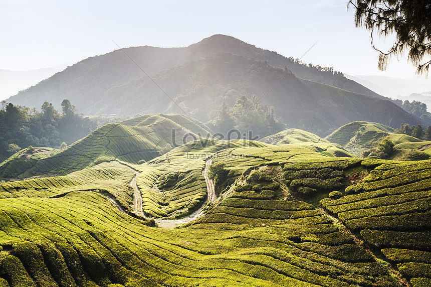 Cameron Highlands Pahang Malaysia Picture And HD Photos Free Download   Lovepik Cameron Highlands Pahang Malaysia Picture 501499424 