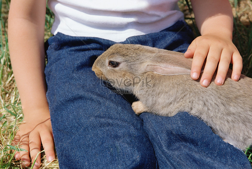 Child Petting Rabbit Picture And HD Photos | Free Download On Lovepik