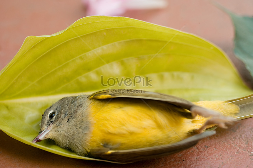 Pájaro Muerto En Las Hojas Foto | Descarga Gratuita HD Imagen de Foto -  Lovepik