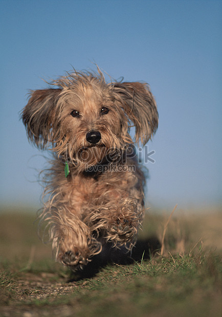     haired            - iStock