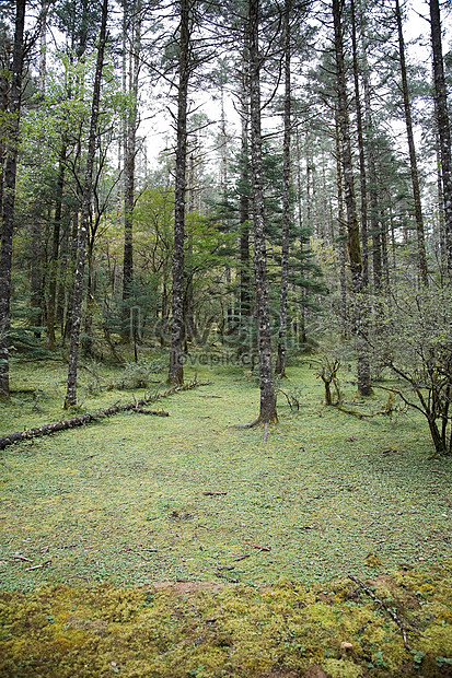 صورة غابة