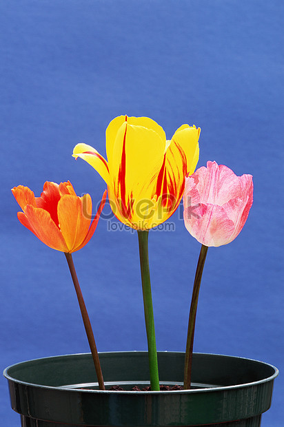 Tulipanes En Una Maceta Foto | Descarga Gratuita HD Imagen de Foto - Lovepik