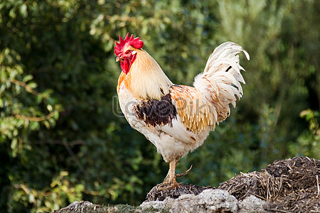 Download Rooster hd photos | Free Stock Photos - Lovepik
