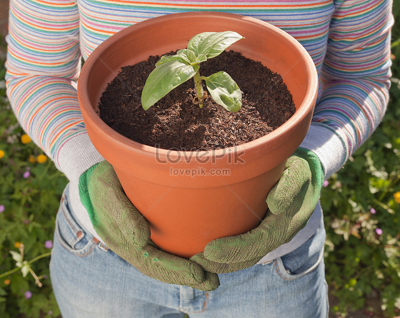 Mujer Con Plántulas De Girasol Foto | Descarga Gratuita HD Imagen de Foto -  Lovepik