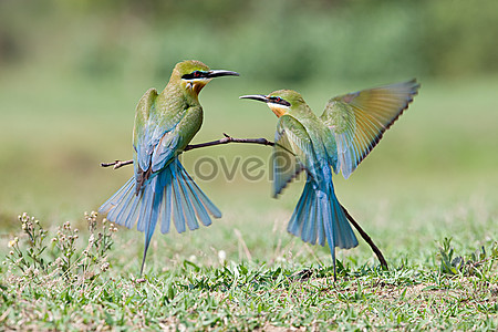 Две голубохвостые колибри stock pictures. & изображений