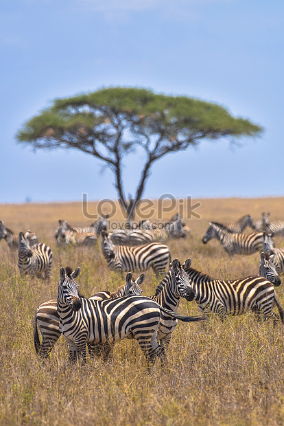 African Zebra Herd Picture And Hd Photos Free Download On Lovepik 9616