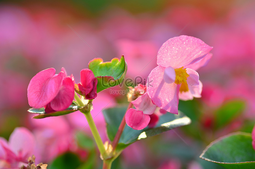 Flor De Begonia Foto | Descarga Gratuita HD Imagen de Foto - Lovepik