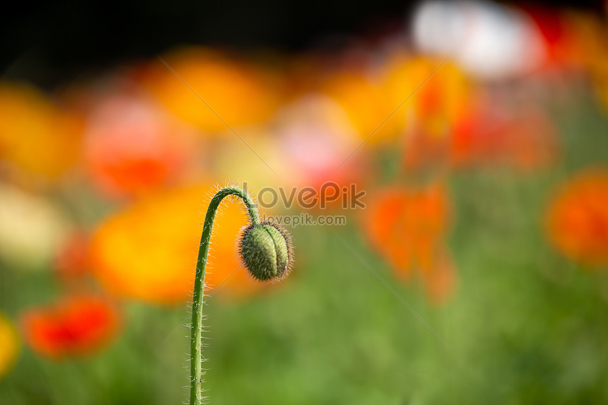 Corn Poppy Flower Bud Picture And HD Photos | Free Download On Lovepik