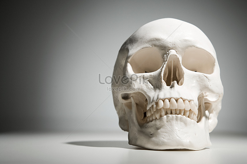 Human Skull Picture And HD Photos | Free Download On Lovepik